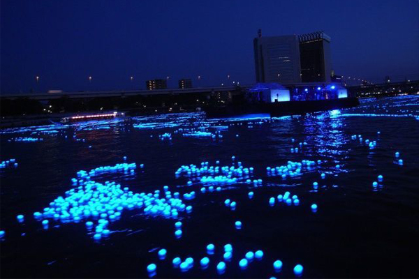伪装蓝眼泪日本萤乌贼冷光照海岸