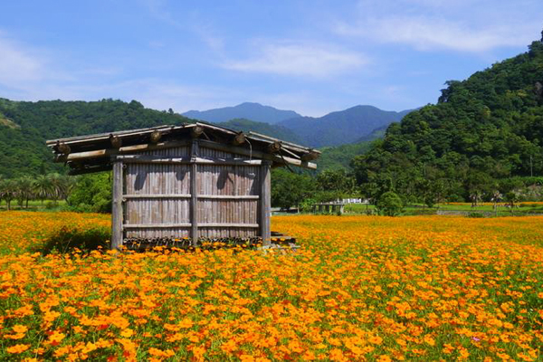 宜兰河滨最美风景向日葵百日草四公顷花海盛开