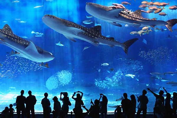 亚洲最佳水族馆台湾上榜夺中港台第一