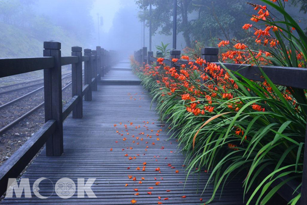 阿里山遍地橘红火花点燃赏花海热潮