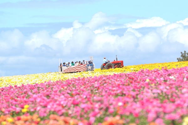 宛如坠入梦境的花海卡尔斯巴花田