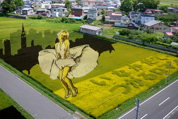 最猛大地彩绘日本稻田画吸睛