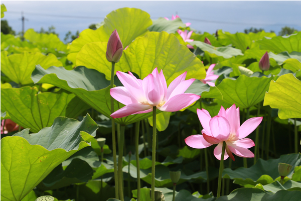 全台夏花大比拼莲花爱情花拼人气