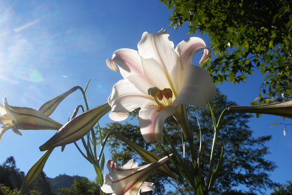 百合金针争艳！北市后花园花海动人