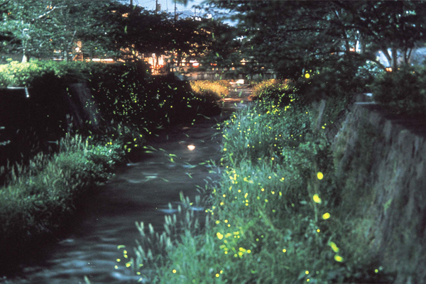 初夏日本赏萤河坂川萤火虫漫天飞舞