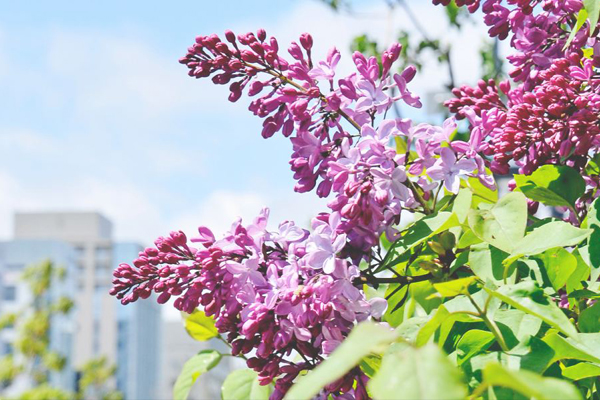 北海道春之飨宴札幌丁香节展开