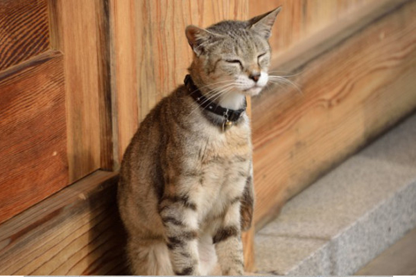 有猫快拜日本疗愈系猫寺萌翻求好运