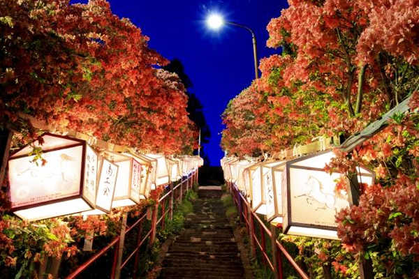 花团锦簇开满山青森天王杜鹃花之路