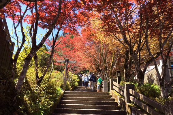 太平山枫春夏紫叶槭红叶正火