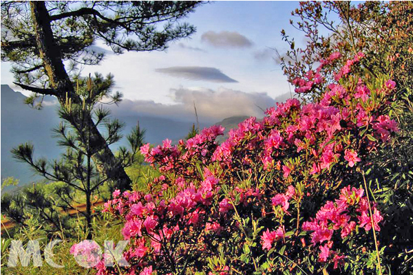 百花盛开五月天高山杜鹃绽放展笑颜