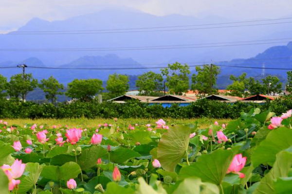 白河莲花季登场搭公车游莲乡免费更方便！