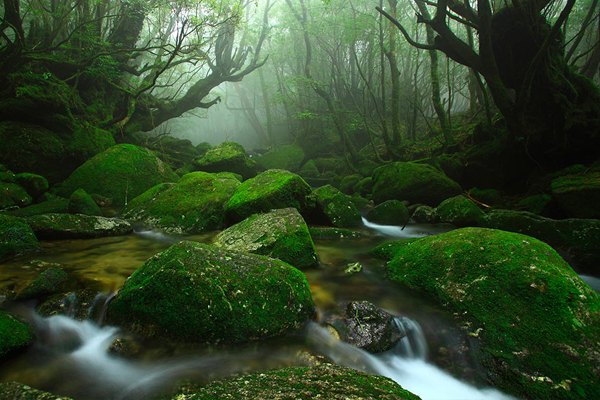 日本十大梦幻美景！前进魔法公主森林