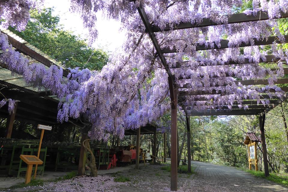 武陵农场花开不断紫藤花浪漫迎春
