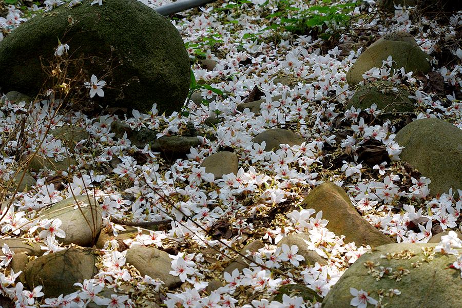 喜迎五月雪！2015客家桐花祭现踪