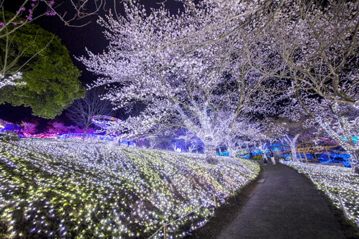 关东最大百万彩灯光之祭！神奈川相模湖灯祭夜樱超梦幻