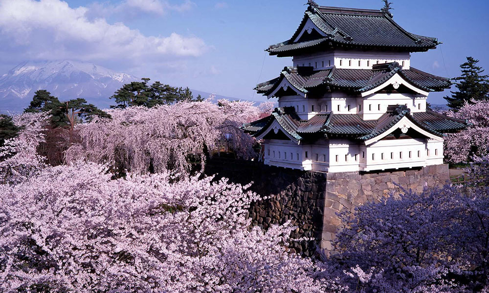 连日本人都想去！青森弘前樱花祭