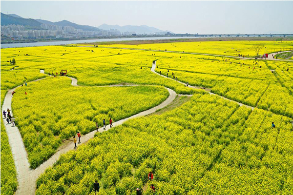 徜徉黄金海！韩国大渚生态公园油菜花节