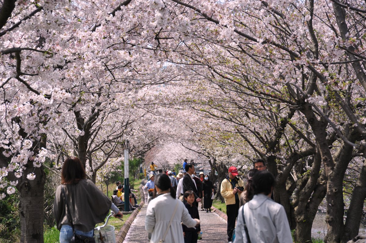 粉红满天！大阪560米樱花隧道限定登场