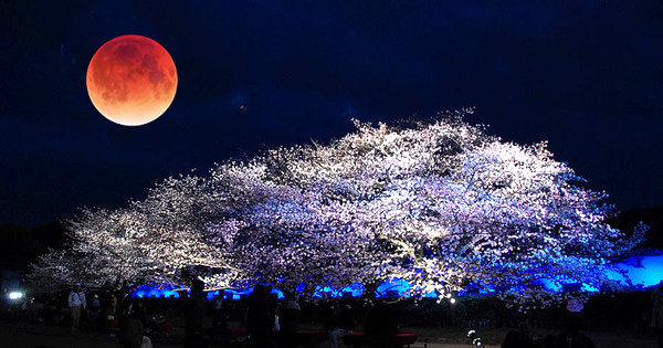 错过再等17年！日本最美夜樱奇景“月食花见”