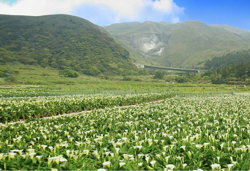拥抱白色花海！2015竹子湖海芋季登场