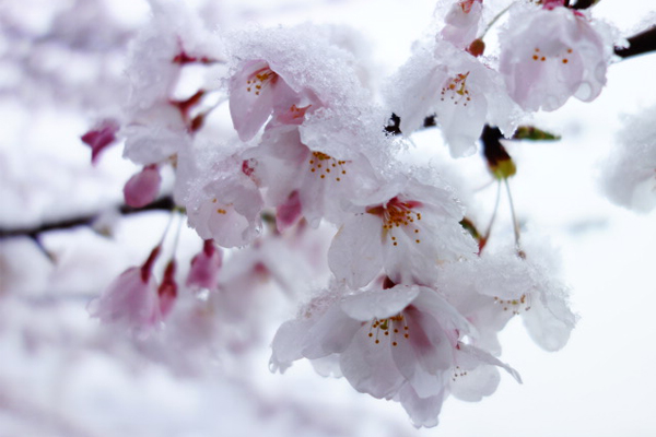 日本罕见四月雪！雪樱奇景让人惊艳