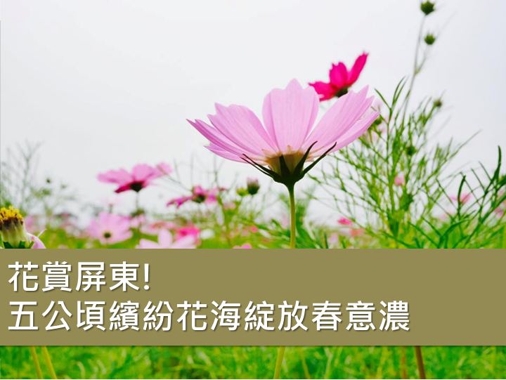 花赏屏东！五公顷缤纷花海绽放春意浓