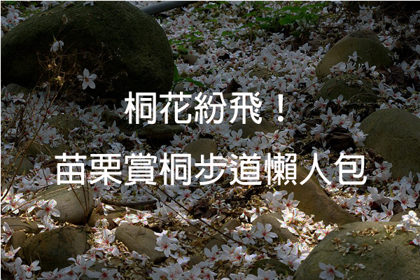 桐花纷飞！苗栗十五条精选赏桐步道