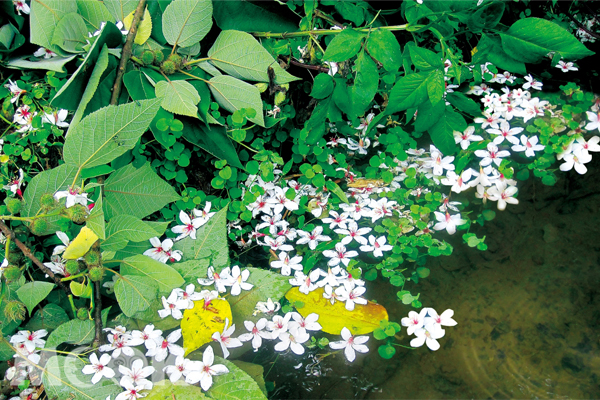 落花缤纷！三芝石碇桐花季登场