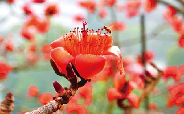 彰化春游赏花趣！黄花风铃木、木棉、油桐缤纷登场