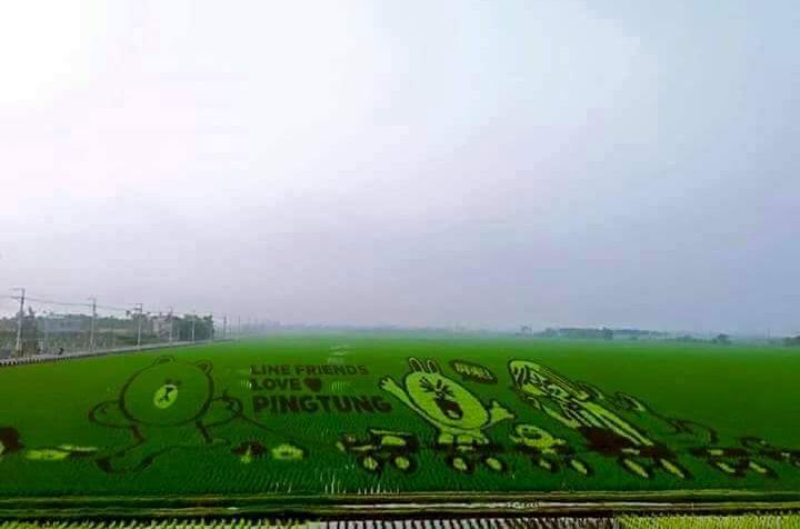 全台第一LINE稻田！兔兔熊大屏东见客