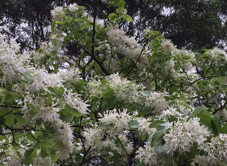 踏雪寻莓！白石湖四月雪季百花开