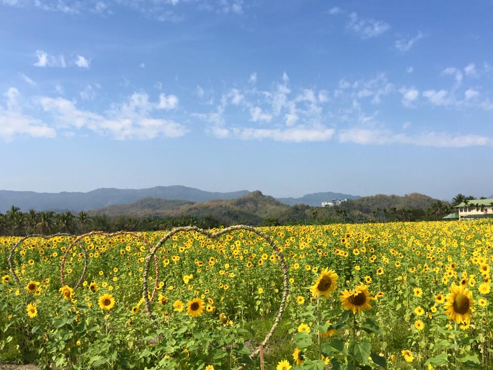 全台最大向日葵迷宫！情人节高雄登场