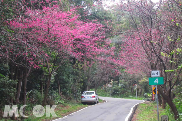 赏樱季节到！淡水樱花大道健行轻旅游