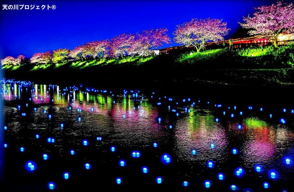 银河河畔赏樱花！2015南伊豆流星夜樱季