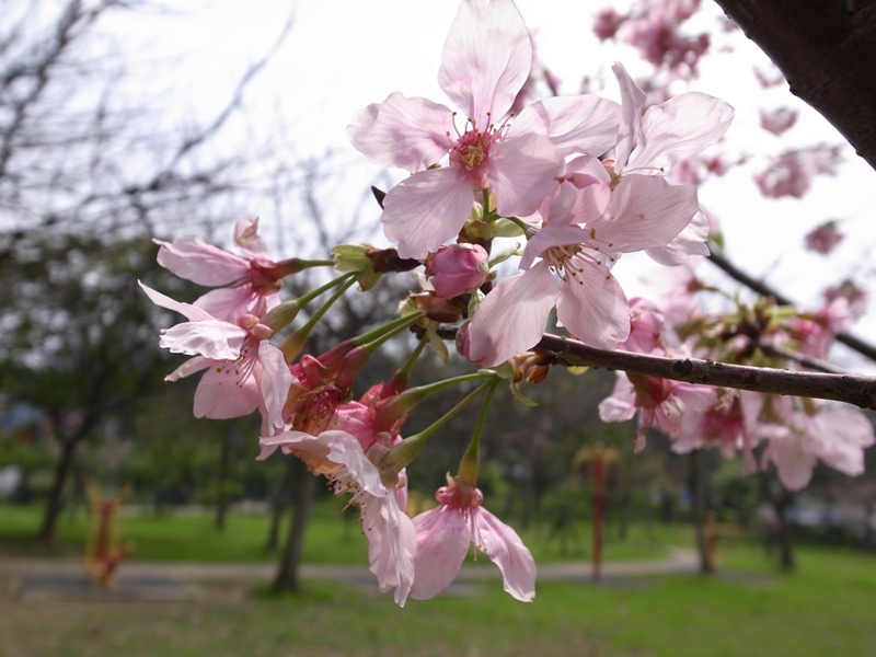 漫步樱花林！新竹公园千株樱花浪漫盛开
