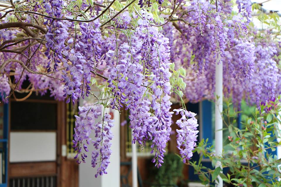 嘉义紫藤花季登场！萤火虫凑热闹暖场