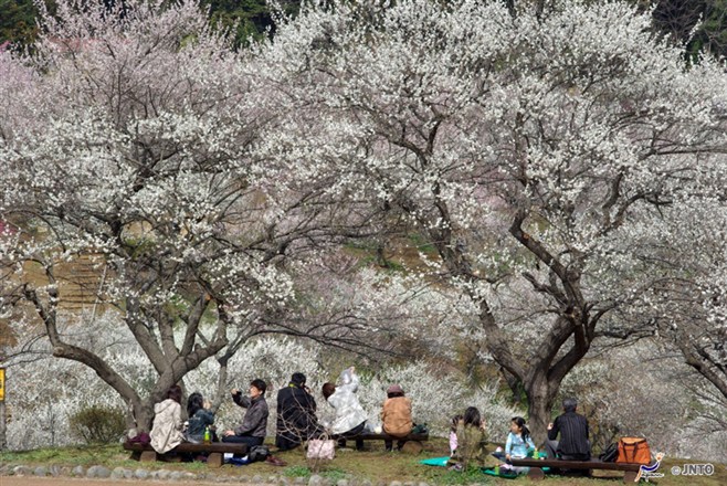 日本第一赏梅名所！东京吉野梅乡梅花祭