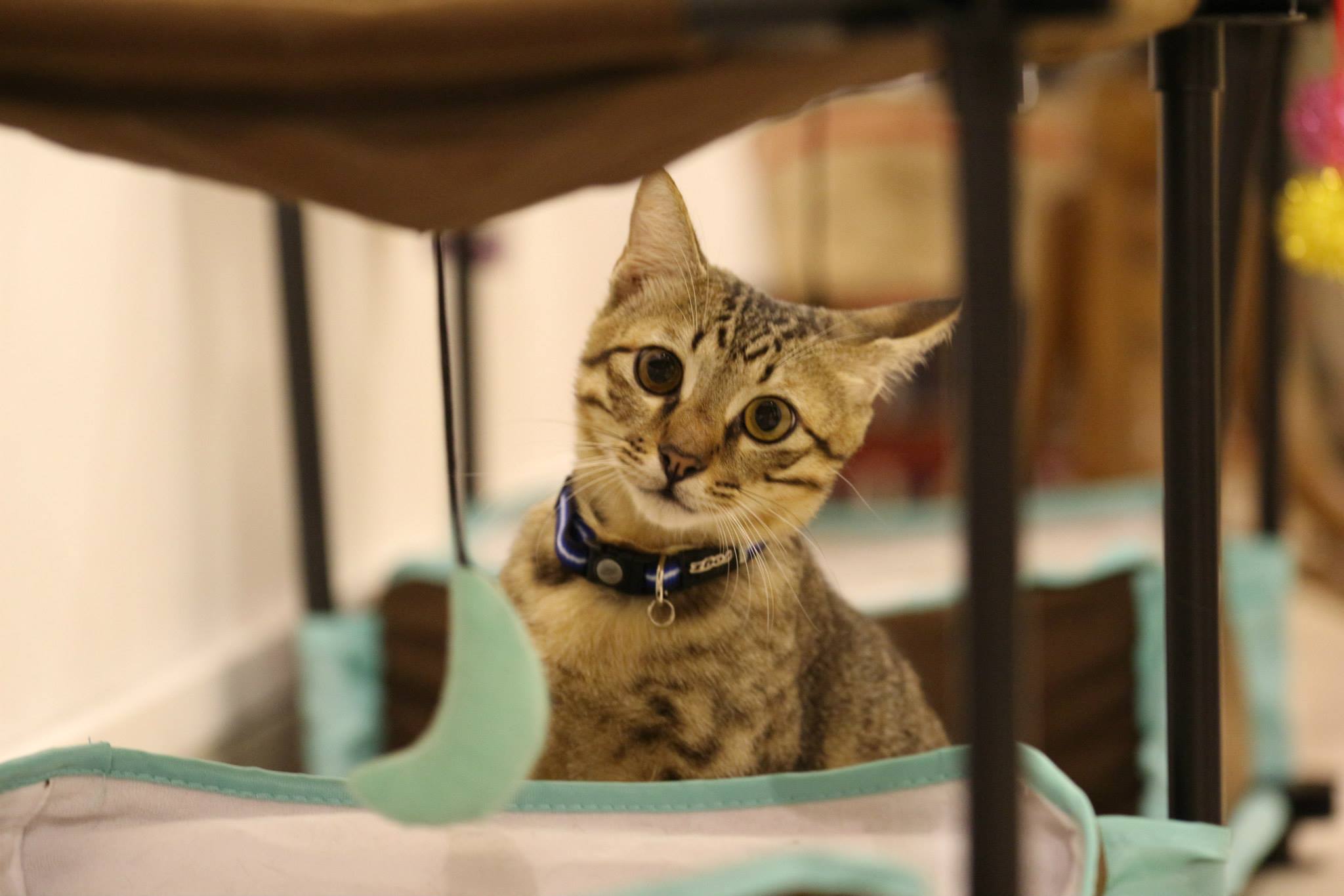 猫奴必访！全球首间猫咪博物馆