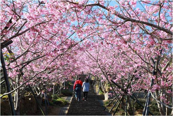 南投鹿谷樱花隧道粉色绽放打造童话场景