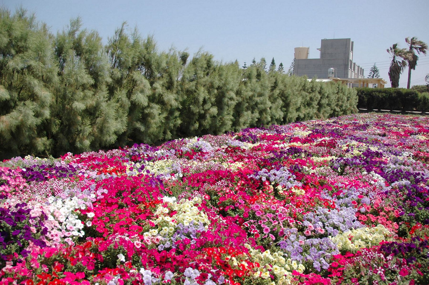 冬游澎湖赏花去！油菜花、波斯菊缤纷菊岛！