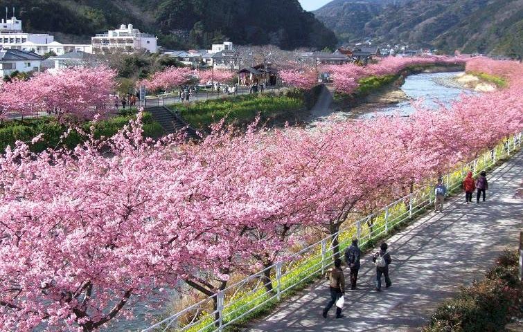日本最早樱花祭！六大祭典冲绳赏樱散步好惬意