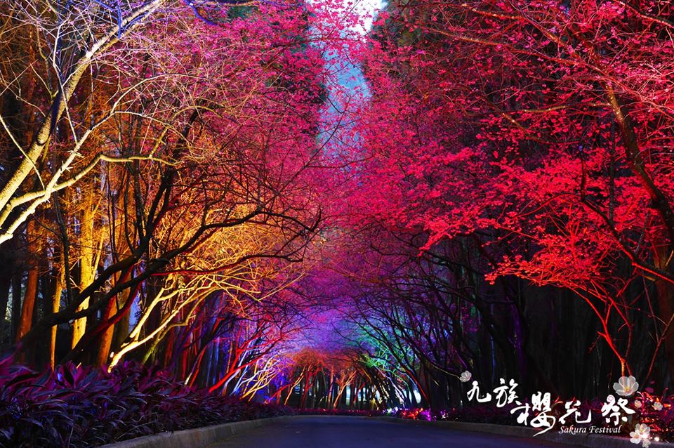 唯一日本认证海外赏樱名所！九族樱花祭开跑