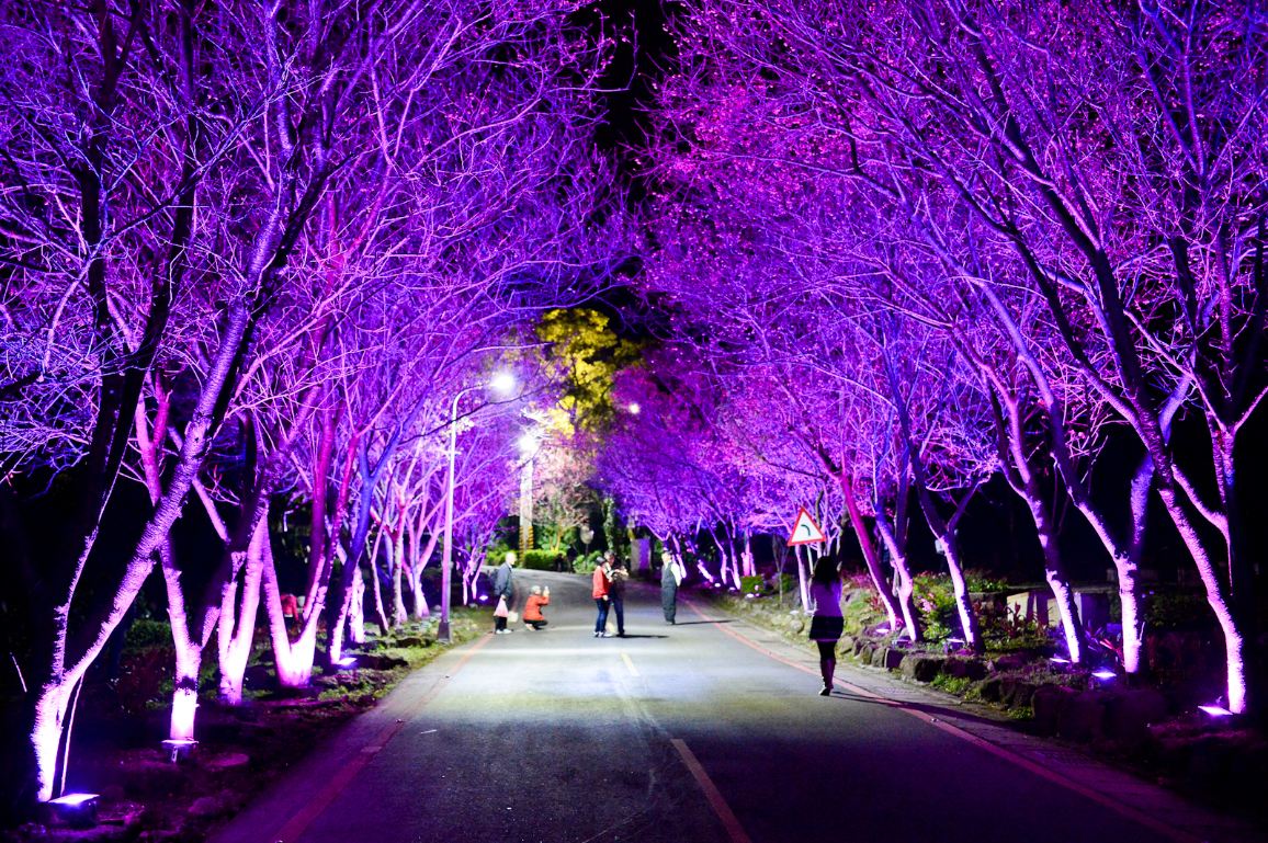 台北最美夜樱！北投复兴樱花隧道点灯