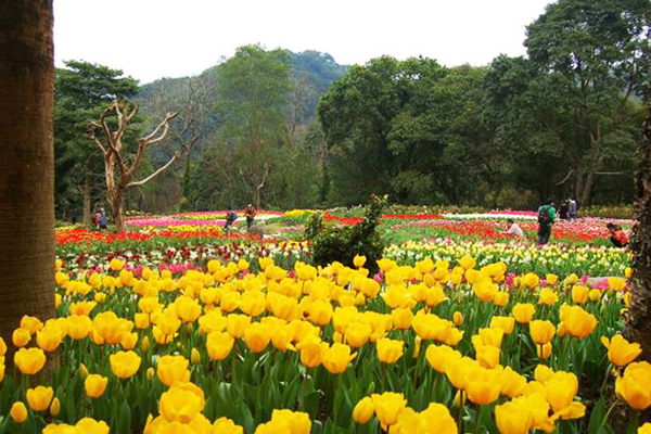 郁金香花季必去三大景点！浪漫花海缤纷登场
