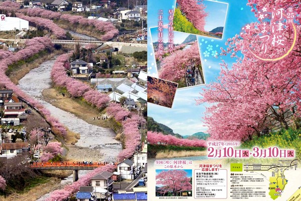 河津樱樱花季1200株樱花水岸夹道令人惊艳
