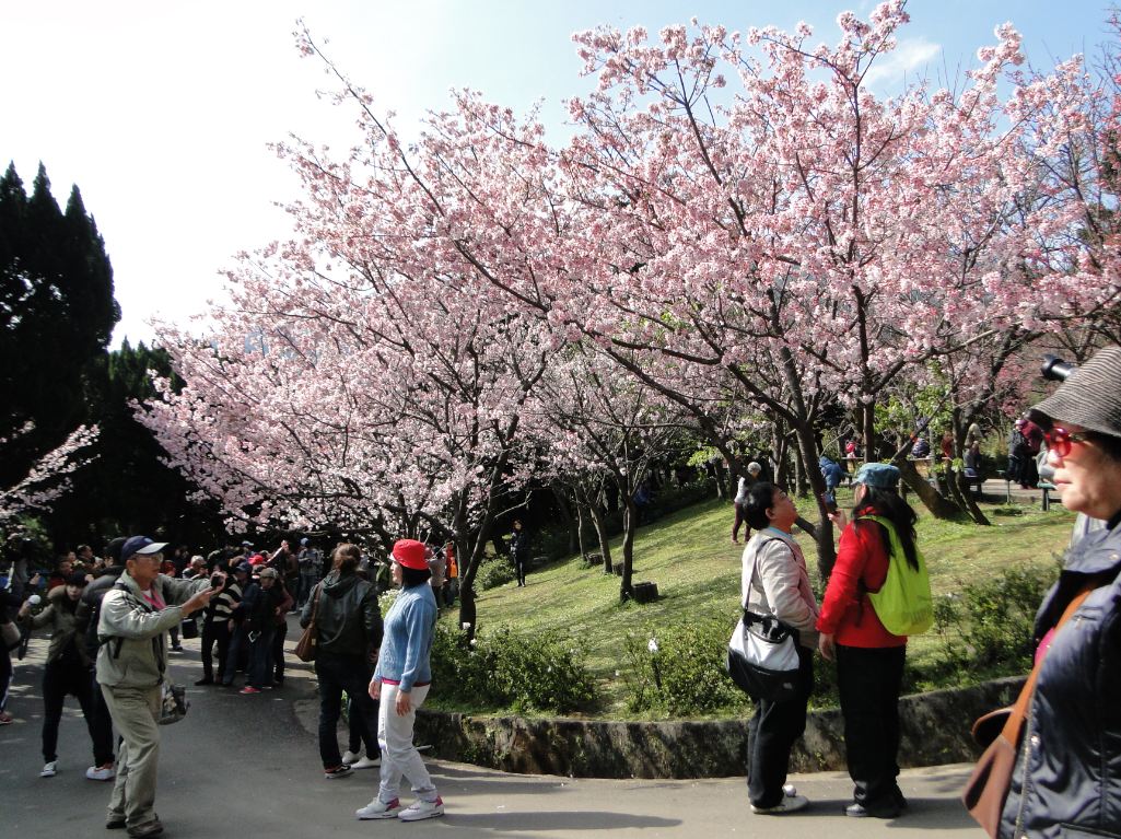 2015阳明山花季起步跑！樱花茶花浪漫满开