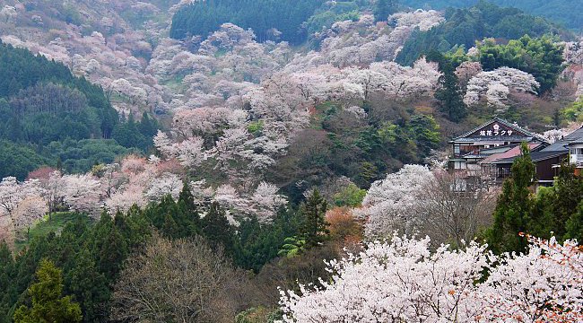 2015日本赏樱预测揭晓提早规划做笔记！
