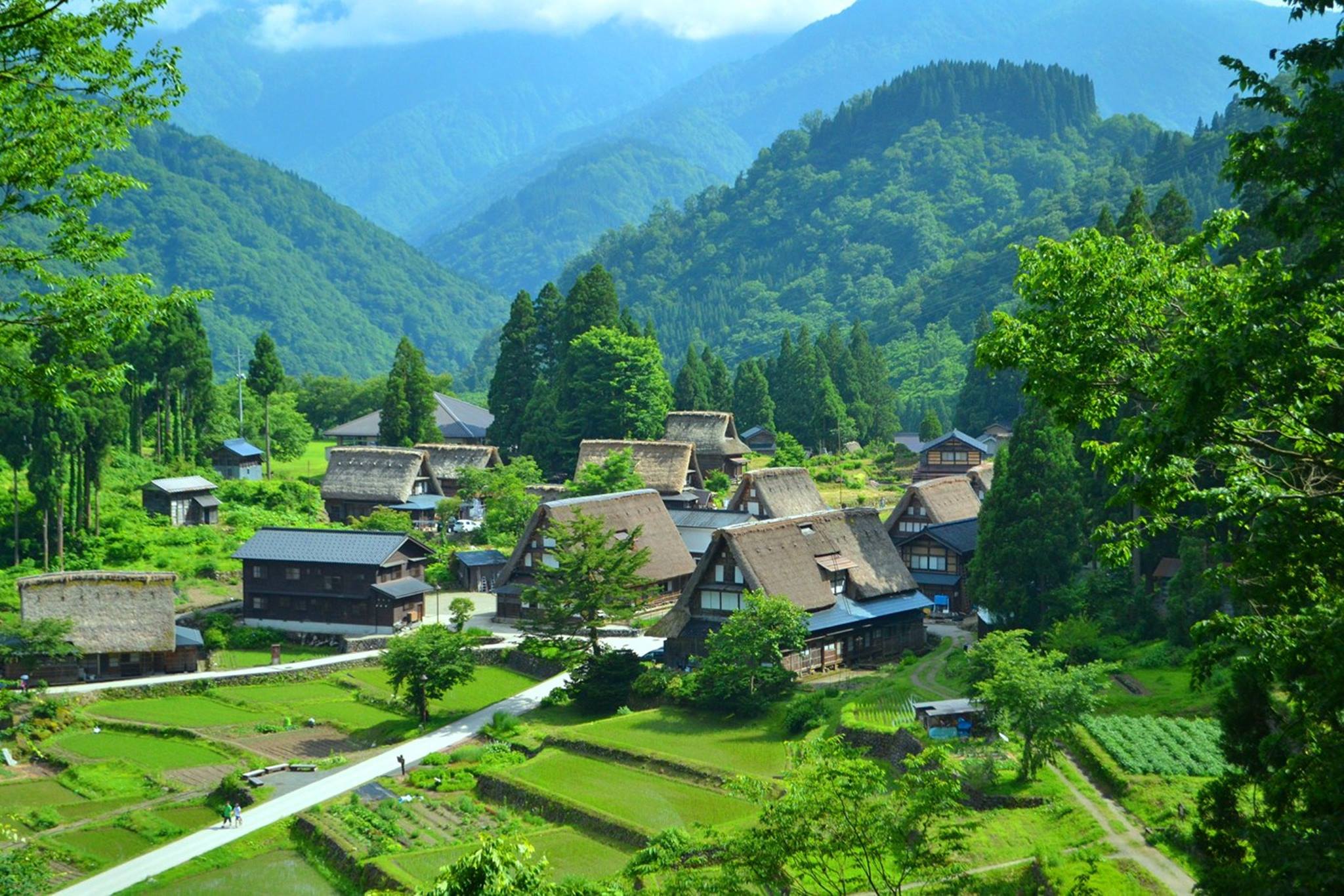 春光明媚！白川合掌村之春与樱