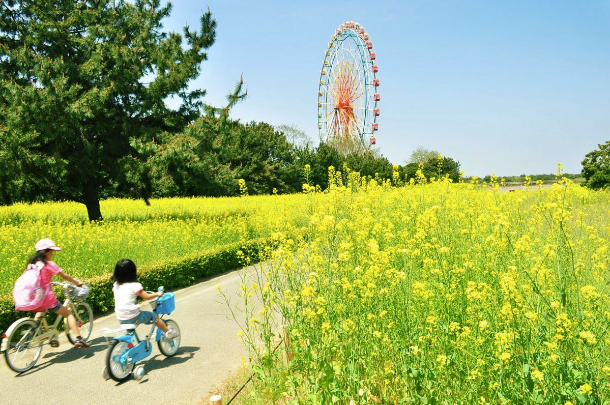 繁花盛开！日立国营海滨满地梦幻黄金毯