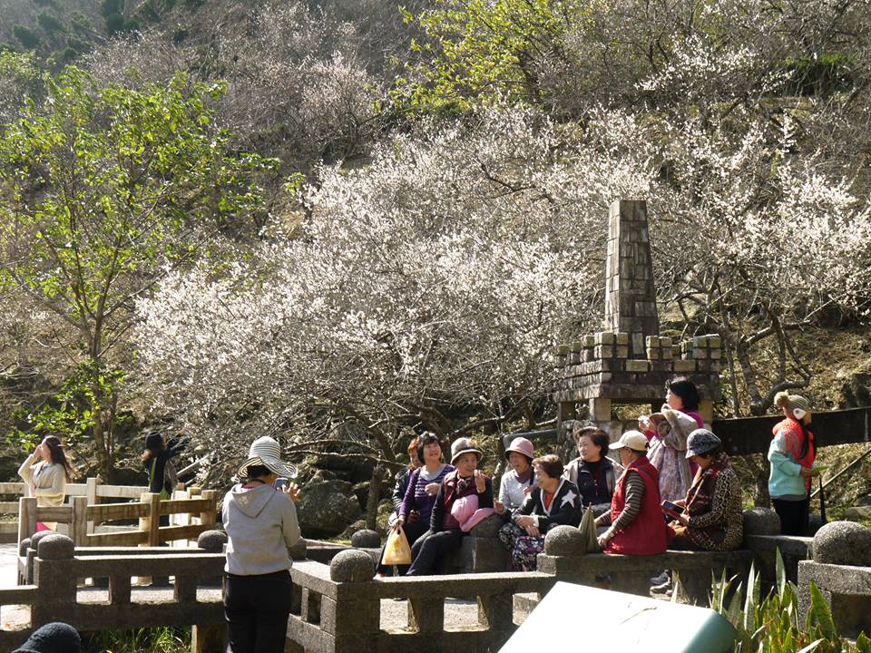 角板山梅花开！赏梅野餐惬意游桃园